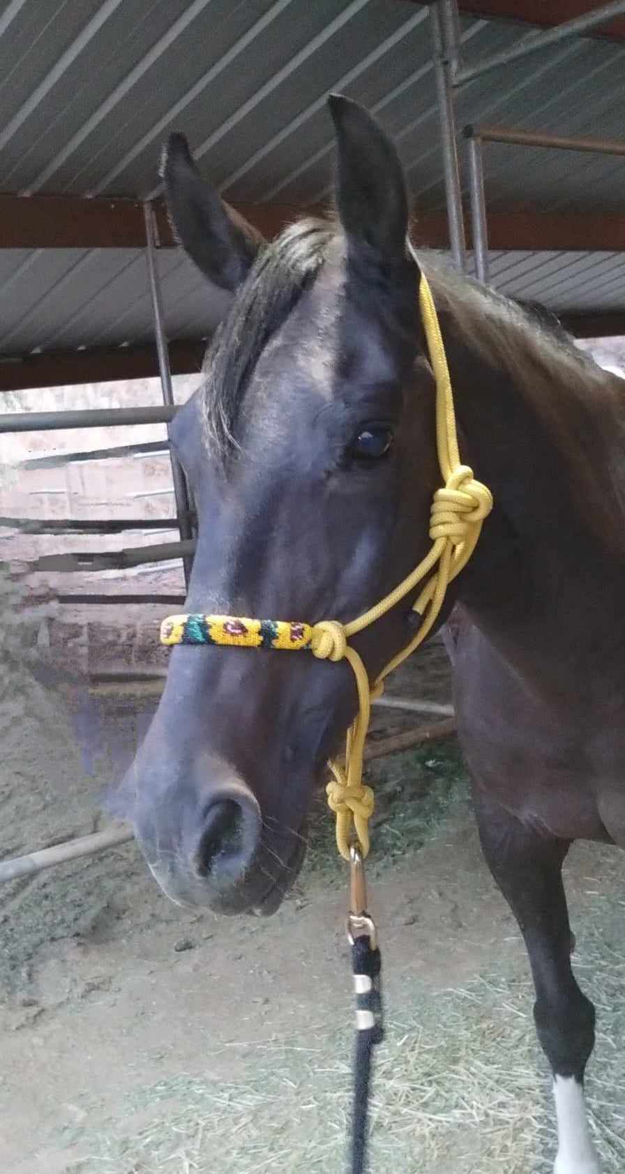 Sunflower Beaded Rope Horse and Pony Halters with Lead Yellow